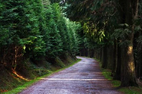 Pine road Stock Photos