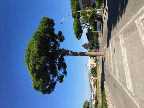 Pine on the road Foto stock