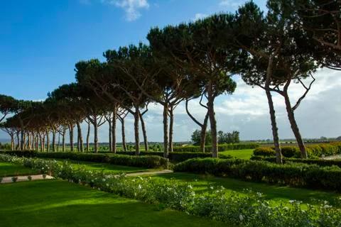 Pine road. Roads between the trees. Fotos Stock