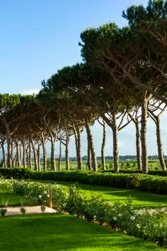 Pine road. Roads between the trees. Stock Photos
