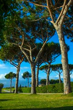 Pine road. Roads between the trees. 스톡 사진