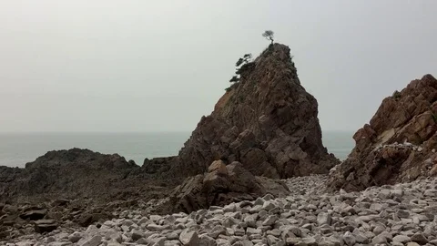 The pine on the rock: 스톡 동영상 80191393