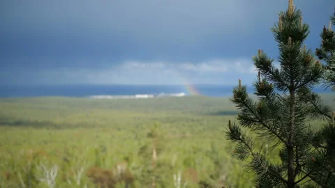 Pine on a rock Stock Footage 95308874