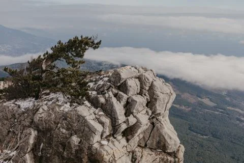Pine on a rock in front of a cliff, winter time Stock Photos