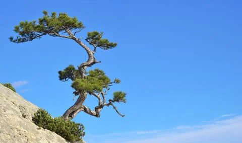 Pine on a rock Stock Photos