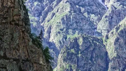 Pine on the rock Stock Photos