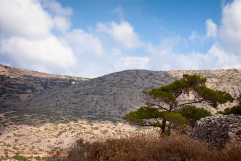 Pine on the rocks Stock Photos