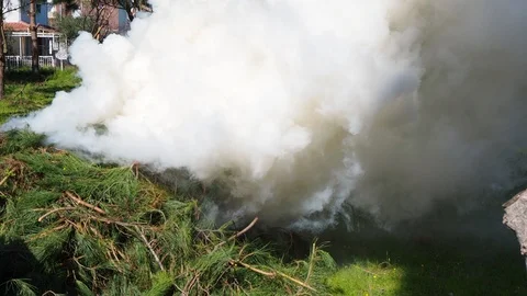 Pine room and solid smoke garden cleaning Stock Footage 87168490