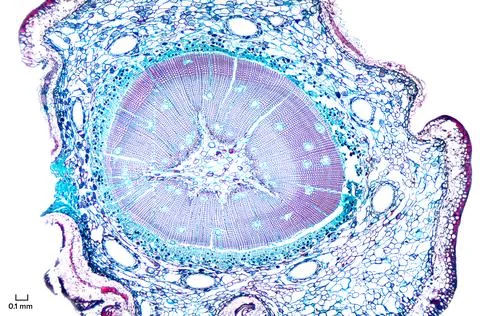 Pine root, cross section, under the microscope Stock Photos