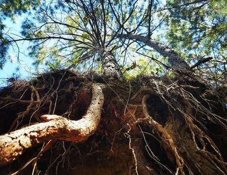 Pine root perspective Stockfoto's