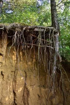 Pine root system in the air at the edge of a cliff Foto stock