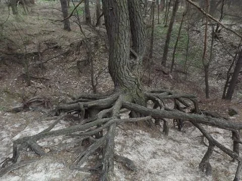 Pine root system. Tree, roots. Stock Photos
