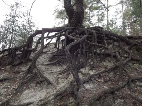 Pine root system. Tree, roots. Stock Photos