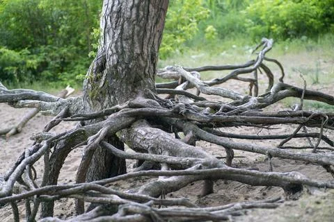 Pine roots above ground Foto stock