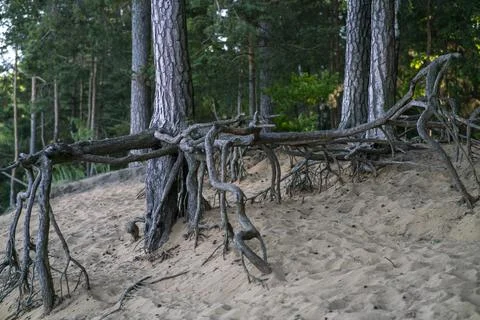 Pine roots above ground Stock Photos