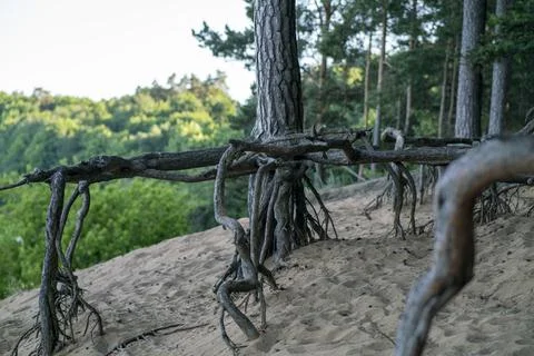 Pine roots above ground Stock Photos