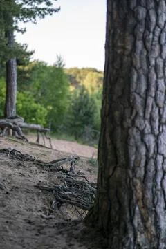 Pine roots above ground Stock Photos