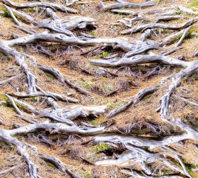 Pine roots on a forest path. Abstract background. Siberia. Foto stock
