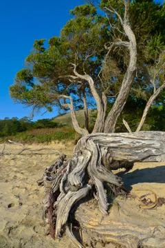 Pine roots Stock-Fotos