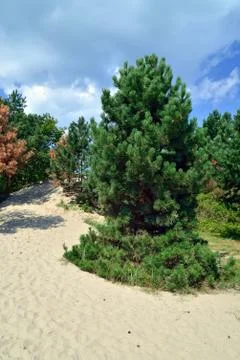 Pine on the sand dune Stock Photos
