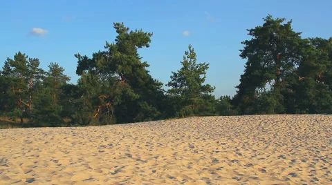 Pine on the sand Stock Footage 53402918