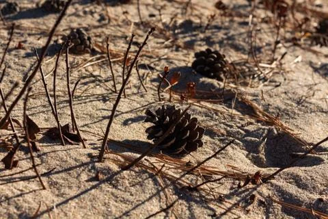 Pine on the sandy beach Stock Photos