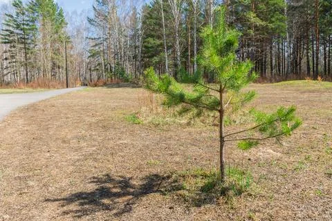 Pine sapling grow in a forest glade in summer. Young pine trees grow in the f Stock Photos