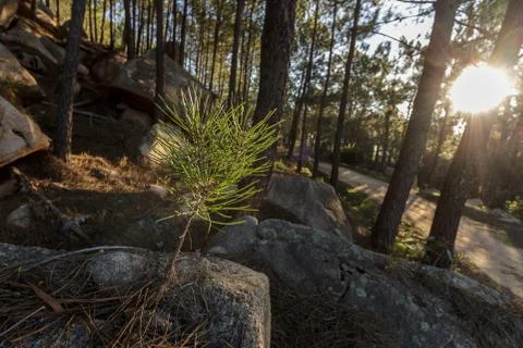 Pine sapling growing between rocks in the sunshine Stock Photos