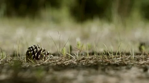 A pine sapling grows up near a pine cone in a forest. Stock Footage 281858979
