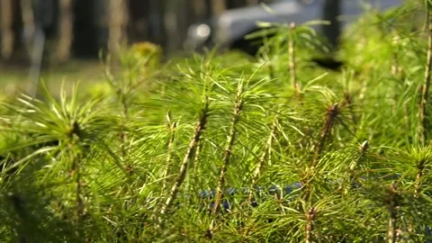 Pine saplings in plastic containers Stock Footage 113472614