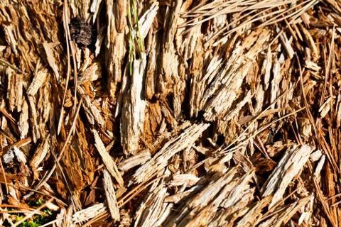 Pine sawdust texture Stock Photos