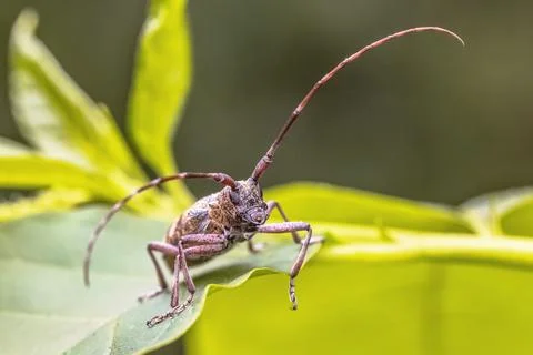 Pine Sawyer Beetle seen from Front Foto stock