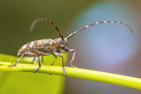 Pine Sawyer Beetle seen from Front Stock Photos