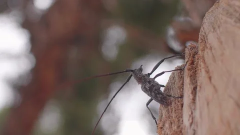 Pine Sawyer Bettle Bobbing its Head Stock Footage 98944157