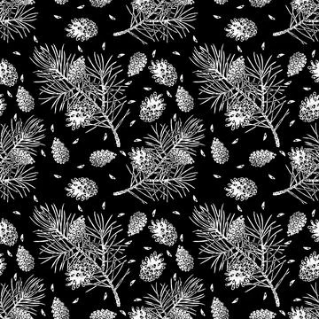 Pine seamless pattern isolated on black. Pinus sylvestris branch, cone, seed. Stock Illustration
