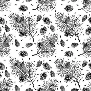 Pine seamless pattern isolated on white. Pinus sylvestris branch, cone, seed. Illustrazione stock