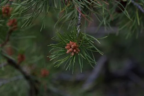 Pine Seed close-up on a Tree Branch Stock Photos