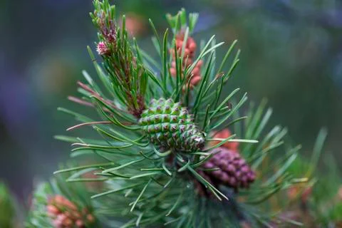 Pine Seed close-up on a Tree Branch Stock Photos