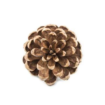 Pine seed on white table Stock Photos