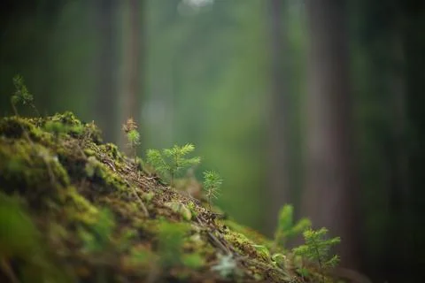 Pine seedling breaking through the earth, beautiful non urban scene Stock Photos