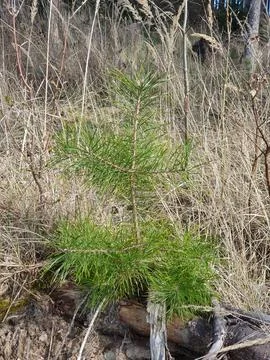 A pine seedling grows in tall forest grass from a seed accidentally dropped.. Stock Photos