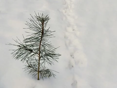 Pine seedling in snow in winter forest, close up. Stock Photos