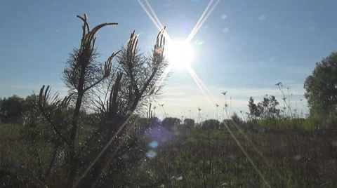 Pine seedling. Young pine branches, needles. Ukraine. 스톡 동영상 50023525