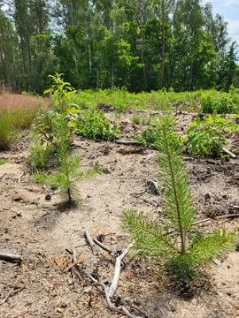 Pine seedlings on a forest nursery plot, phytosanitary control and afforestation 写真素材