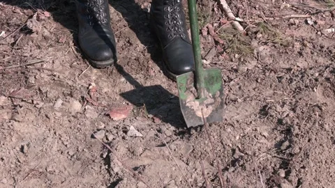 Pine seedlings, prepared for planting Stock Footage 313443790