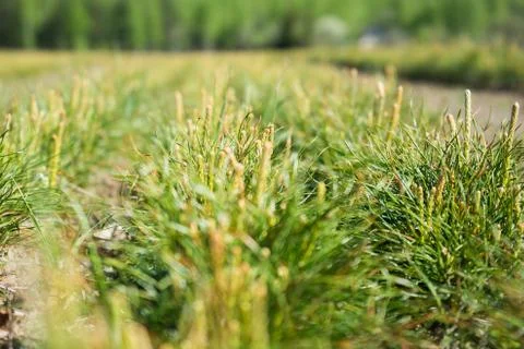 Pine seedlings in a tree nursery in the forest. Growing coniferous trees. Stock Photos