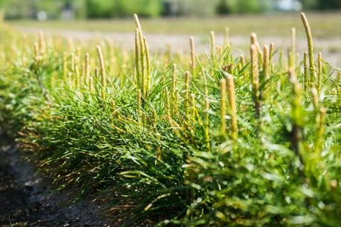 Pine seedlings in a tree nursery in the forest. Growing coniferous trees Foto stock