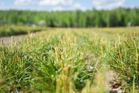 Pine seedlings in a tree nursery in the forest. Growing coniferous tree close-up Stock Photos