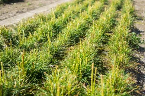 Pine seedlings in a tree nursery in the forest. Growing coniferous trees Stock Photos