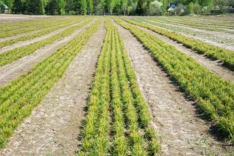 Pine seedlings in a tree nursery in the forest. Growing coniferous trees. Stock Photos